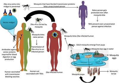 Frontiers | Prevention And Control Strategies To Counter Zika Virus, A ...